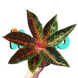 Aglaonema Pride of Sumatra - Etsy