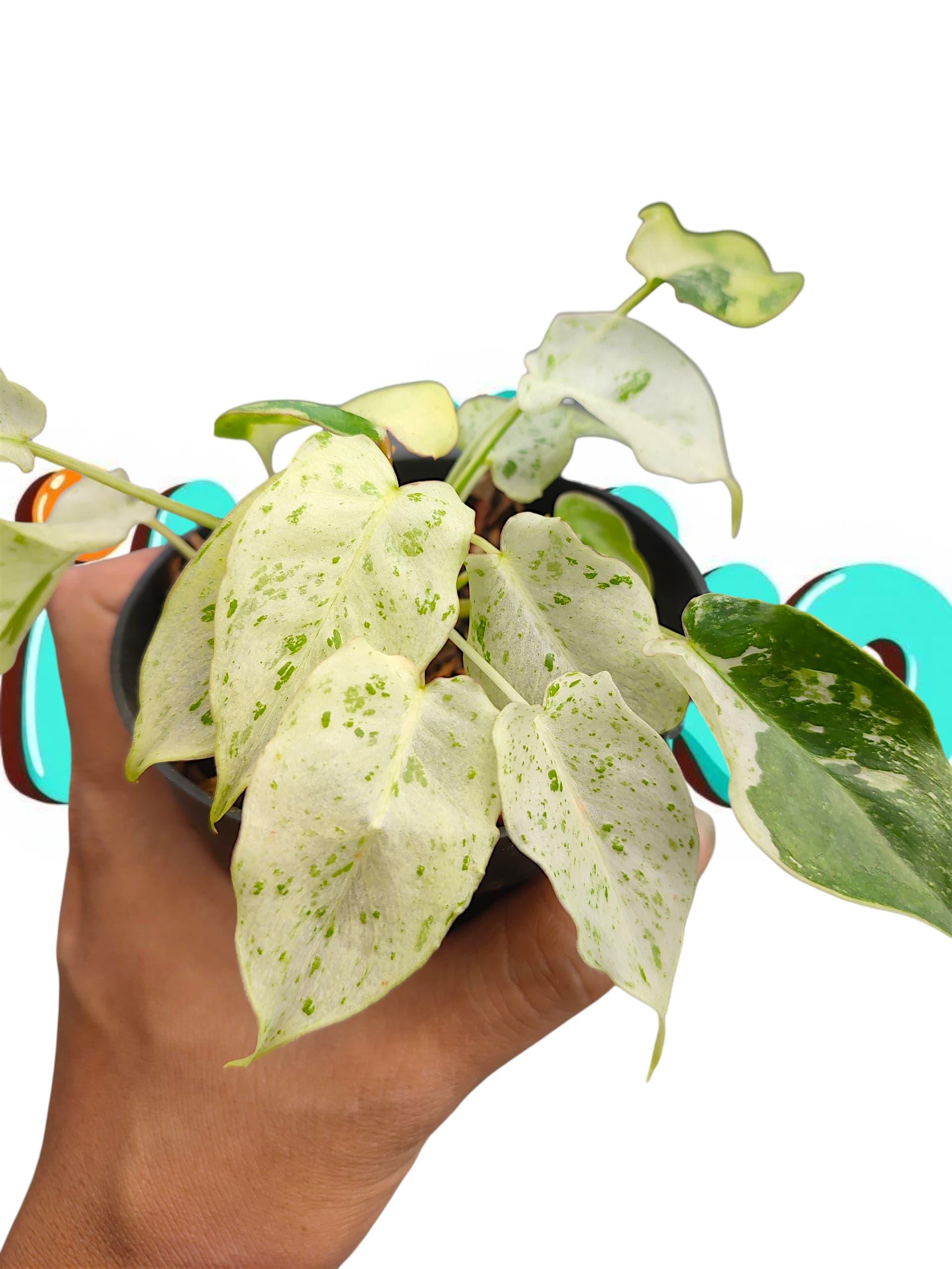 Monstera green snow - Etsy 日本