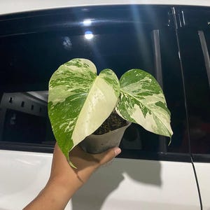 White Tiger Monstera - Etsy