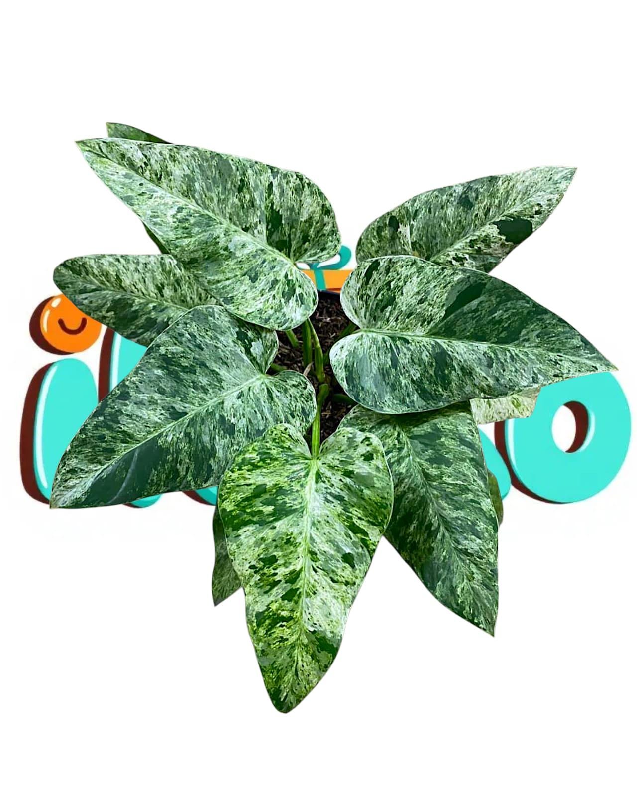 Philodendron Giganteum Marble Variegated - Etsy