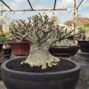 Adenium Desert rose bonsai tree - rare tropical plant floral decor house plant