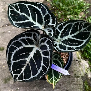 Anthurium Black Crystal - Etsy Canada