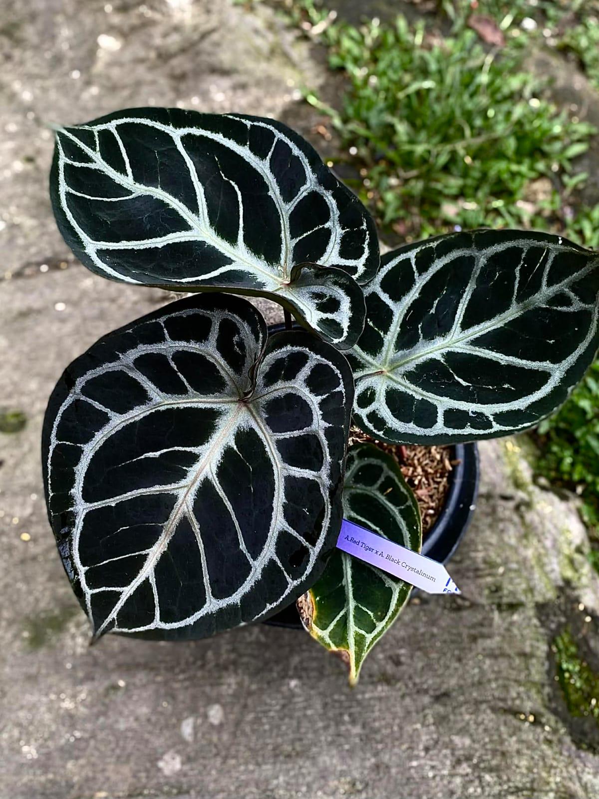 Anthurium Black Crystal - Etsy Canada