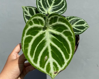 Anthurium dorayaki silver x Magnificum Starter Plant (ALL STARTER