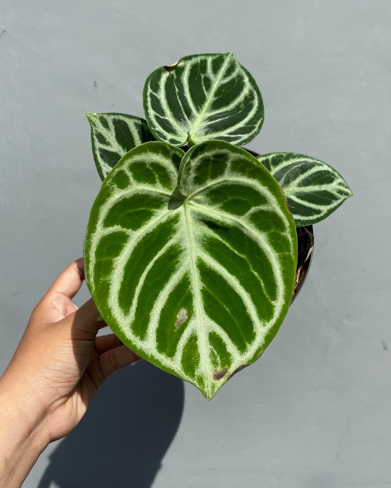 ✴︎最新画像✴︎アンスリウム ドラヤキ　観葉植物　3号　レア　希少種　ハートの形 楽天市場】観葉植物 アンスリューム ドラヤキ 4号 鉢植え 美しい葉を