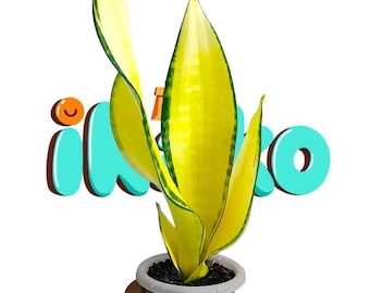 Sansevieria futurata gold unique snake plant - rare tropical plant variegated