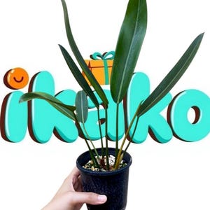Puede incluir: Una planta en maceta con hojas largas de color verde oscuro. La planta está en una maceta de plástico negro. El fondo presenta la palabra "ikako" en una fuente turquesa con un contorno blanco y una pequeña caja de regalo naranja.