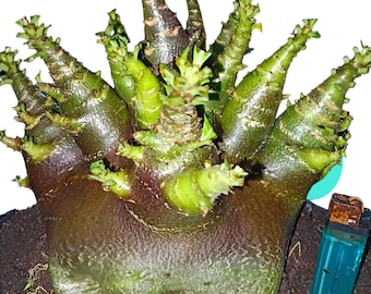 Adenium godji pianta rara dalla pelle nera - pianta di adenium unica