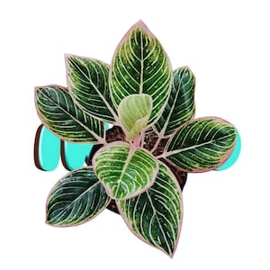 May include: An Aglaonema plant featuring dark green leaves with prominent white veins and delicate pink edges. The foliage is arranged in a radial pattern, with a central light green new leaf emerging from the soil, all set against a plain background.