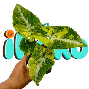 May include: A potted Syngonium plant with large, variegated leaves in shades of green and yellow. The leaves have a unique pattern with splashes of color. The plant is held in a black pot, showcasing the vibrant foliage against a white background.