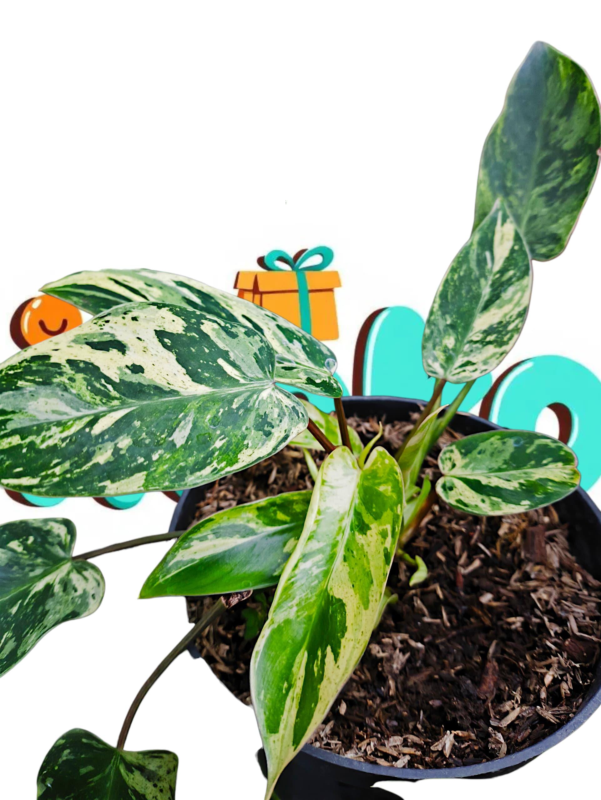 Emerald Ice Philodendron - Etsy