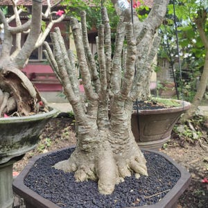 May include: A bonsai tree with multiple bare branches, planted in a brown hexagonal pot filled with black gravel. The tree's trunk and branches have a textured, light brown bark. Other bonsai trees are visible in the background.