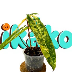 May include: A potted plant with large, variegated green and yellow leaves. The plant is in a clear plastic pot, sitting on a small, round, brown coaster. The word "ikako" is written in turquoise letters with a white outline.