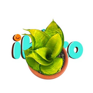 Sansevieria hahnii philippines unique snake plant - rare tropical plant variegated