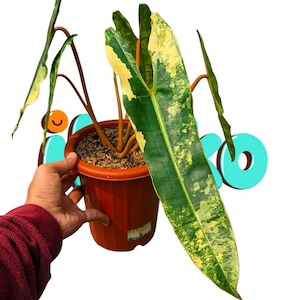Philodendron billietiae variegated - Etsy 日本