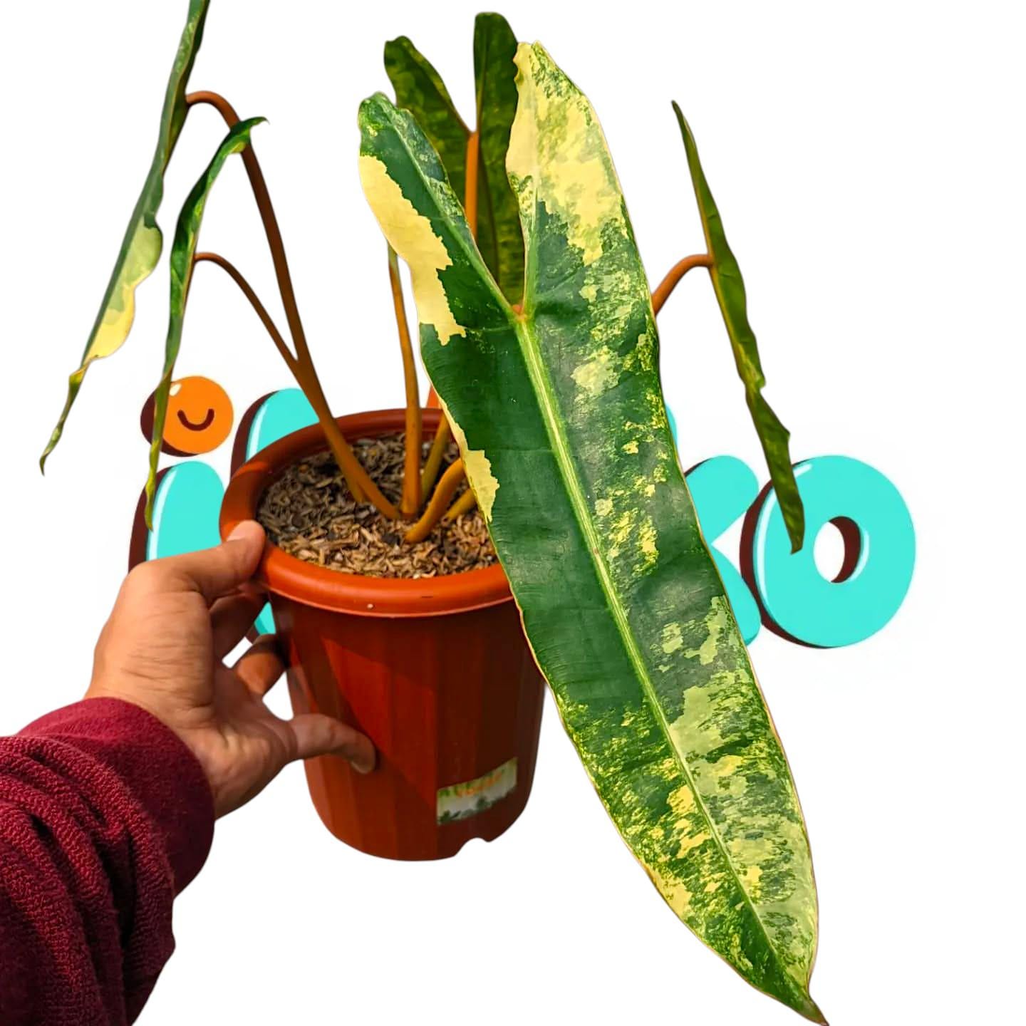 Anthurium variegated - Etsy 日本