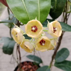 Hoya surisana - Etsy 日本