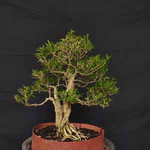 Bonsai Serissa japonica bonsai tree -natural style tropical bonsai tree