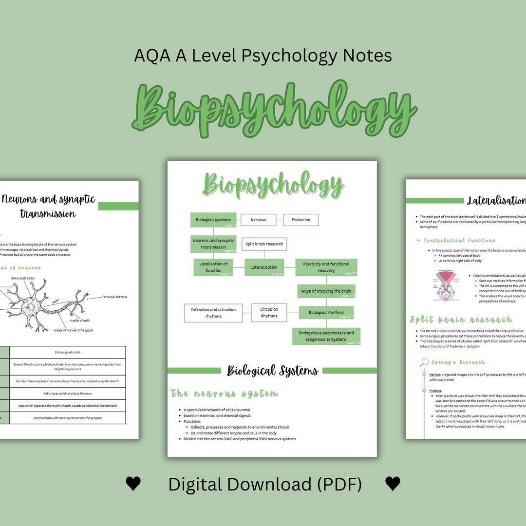 A Level Psychology A* Notes (AQA) - Biopsychology | Downloadable and ...