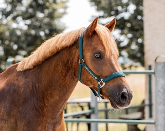 Halfter • personalisiert • Pferd • Lieblingspony • individuell • Stall • Trense • individuelles Halfter • Halfter mit Name