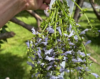 Salvia lyrata (lyre-leaf sage, lyreleaf sage, wild sage, cancerweed)