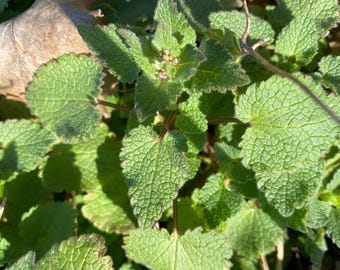 Red dead-nettle, purple dead-nettle dried herb