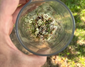 Dried Wild White clover blossoms
