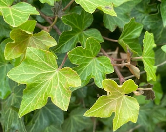 dried English ivy for soap