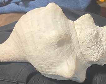 Rare antique conches or forest finds, large medium or small prices in detail