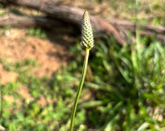 Broadleaf or Narrow Ribwort Plantain DRIED herb
