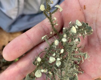 Usnea Lichen: Wild-Grown Old Man&#39;s Beard from East Tennessee