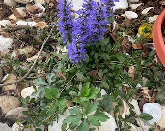 Blå skönheter, 1 påse torkad juga Reptans, Bugleherb, Bugleweed matthorn, blå blommor