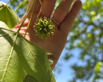20 Baby Fresh Green Sweet Gum Balls: Liquidambar Styraciflua Pods
