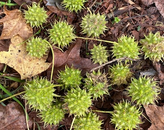 Fresh Green Sweet Gum balls pure green September 2025!