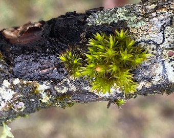 Sweet Gum Branch Bundle: Corky Projections for Terrarium or choice of Lunar Moth food