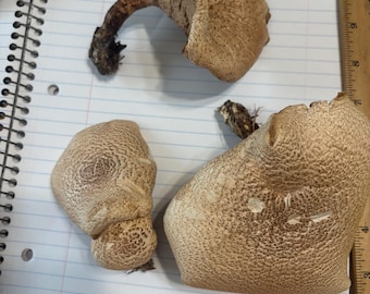 Naturally harvested and dried Scaly Hedgehogs (Sarcodon imbricatus), also known as Shingled Hedgehog Mushroom