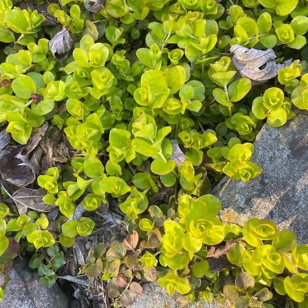 10 Creeping Jenny bare root, ground cover, hanging basket, light green transplant