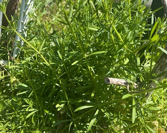Wild Foraged Cleavers Dried Leaves – Sustainably Harvested Botanical Bunch