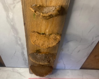 mushroom shelves wall decor
