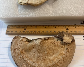 Dried Shelf Conk Mushroom, Artist's Fungus, Natural Specimen for Art