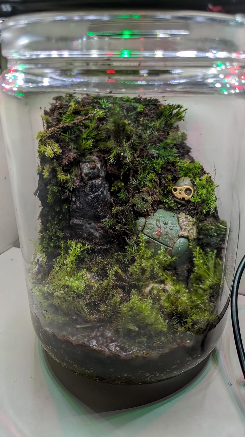 Peut inclure: Un terrarium en verre rempli de mousse verte luxuriante, d'une formation rocheuse sombre et d'une petite figurine de grenouille verte. Le terrarium a un couvercle en verre transparent avec des lumi&egrave;res LED sur le bord.