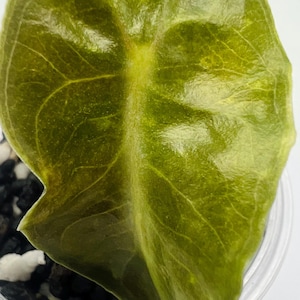 Alocasia Venom by Mason