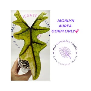 CORM* Alocasia Jacklyn Aurea
