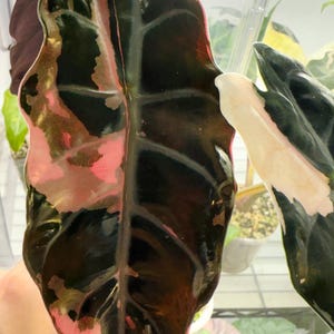 Alocasia Chantrieri Pink Premium Variegation