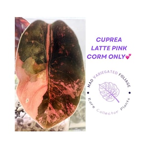 Alocasia Cuprea Latte Pink Premium Variegation Corm