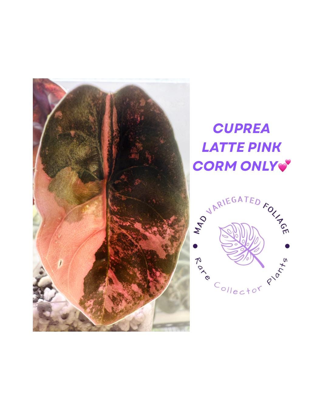 Alocasia Cuprea Latte Pink Variegated Corm - Etsy