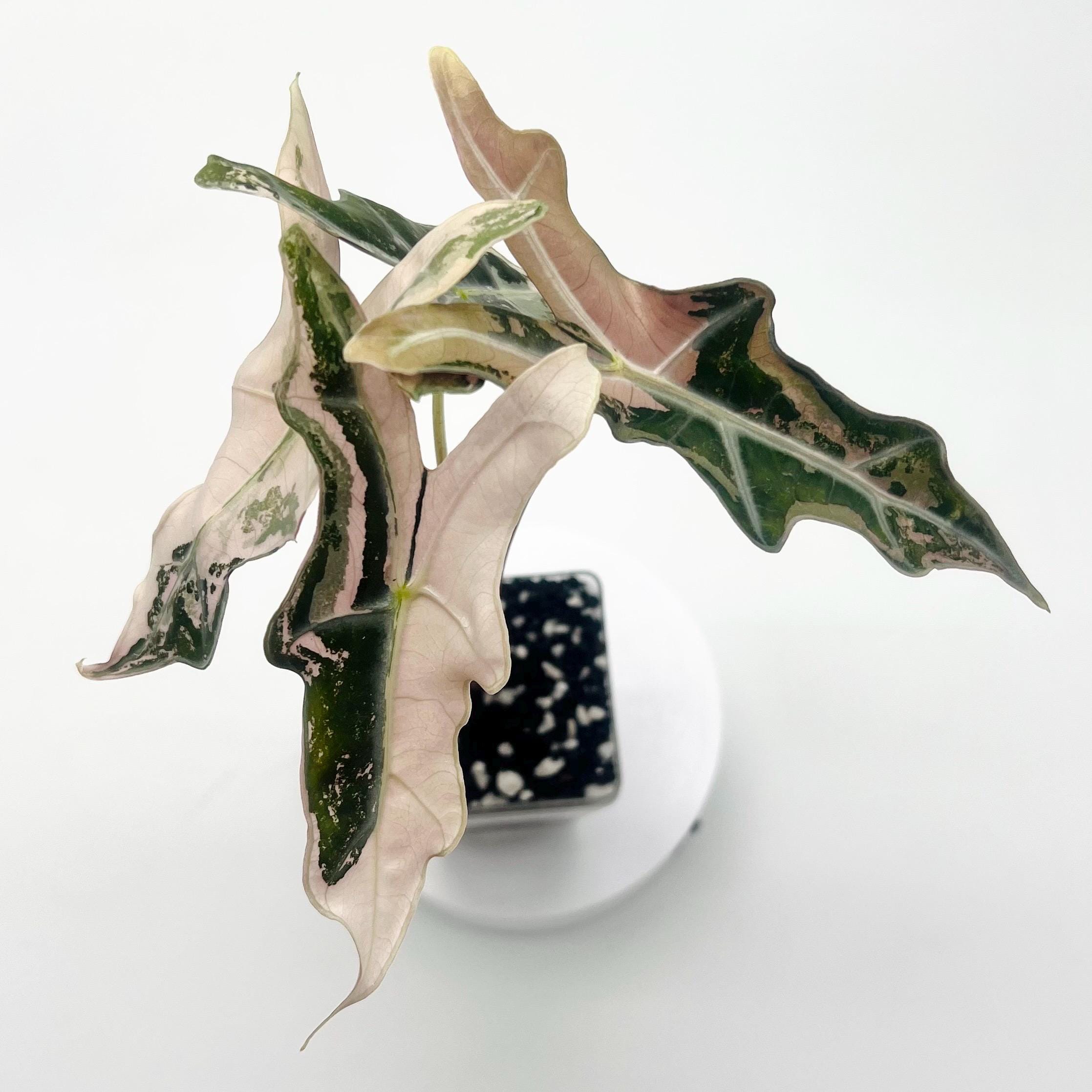 Alocasia Nobilis Pink High Variegation - Etsy