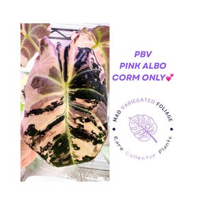CORM* Alocasia Pink Albo Reginula Black Velvet