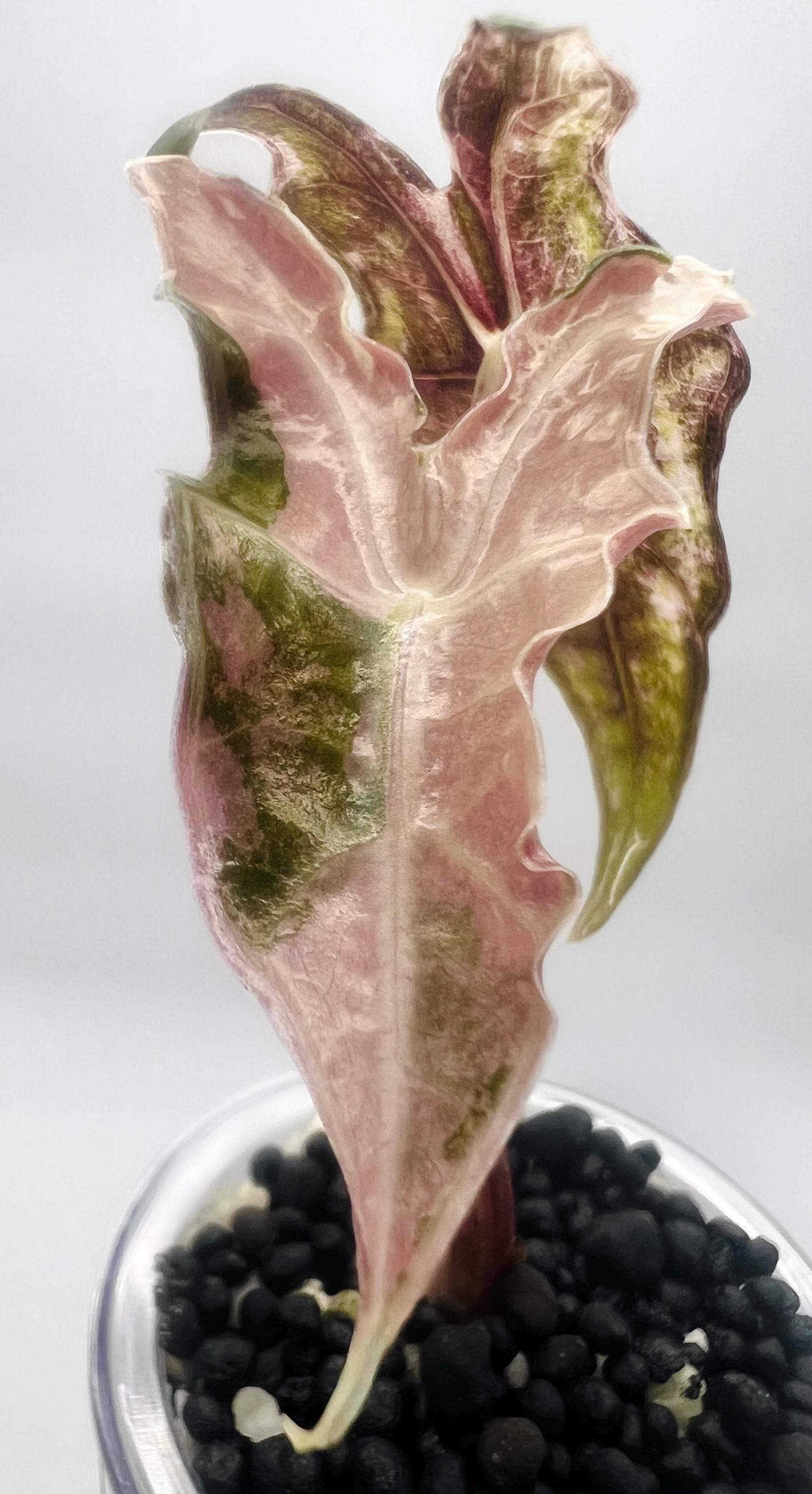 アロカシア ノビリス ピンク Alocasia Sanderiana PINK Nobilis highly variegated - Etsy 日本
