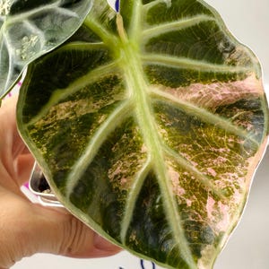 Alocasia Pink Heart Balloon